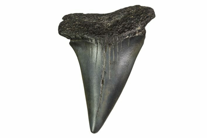 Fossil Toothed Mako Shark Tooth - Georgia #158793